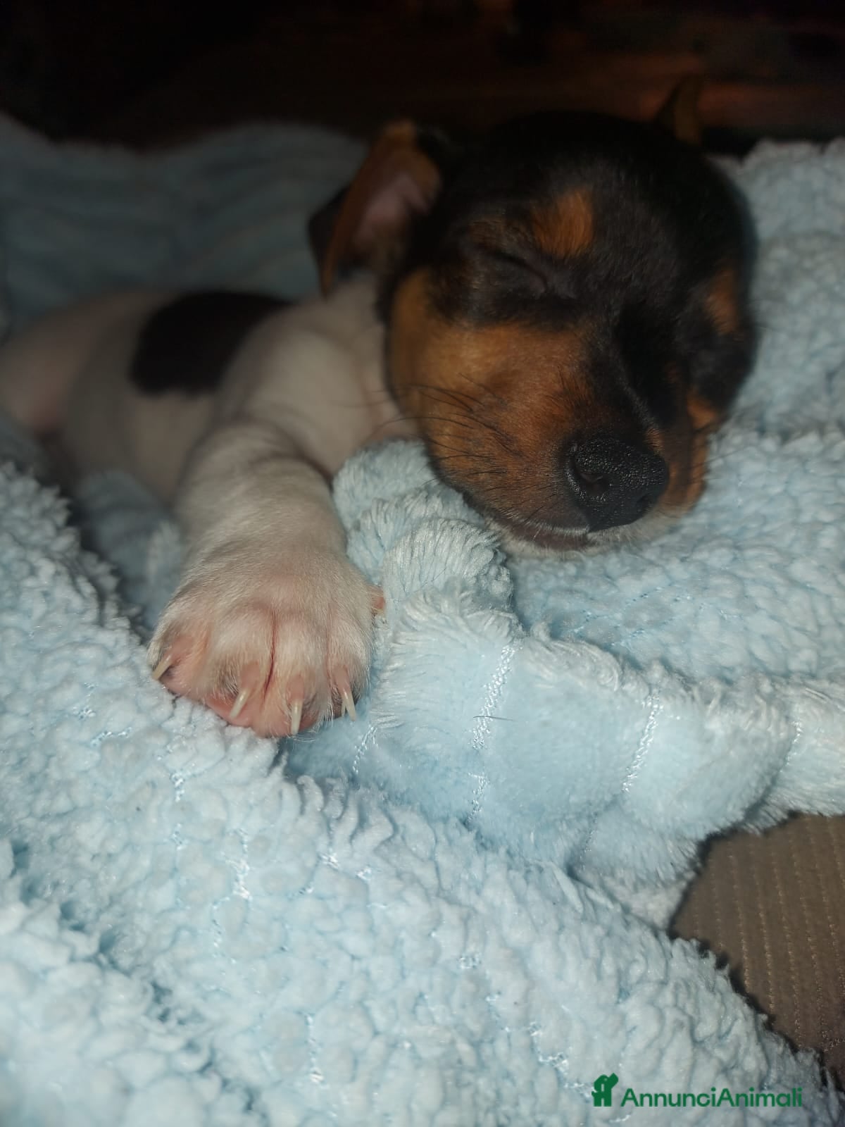 Jack Russell cani Gek Russel  toy  zampa corta  - Annuncio 1