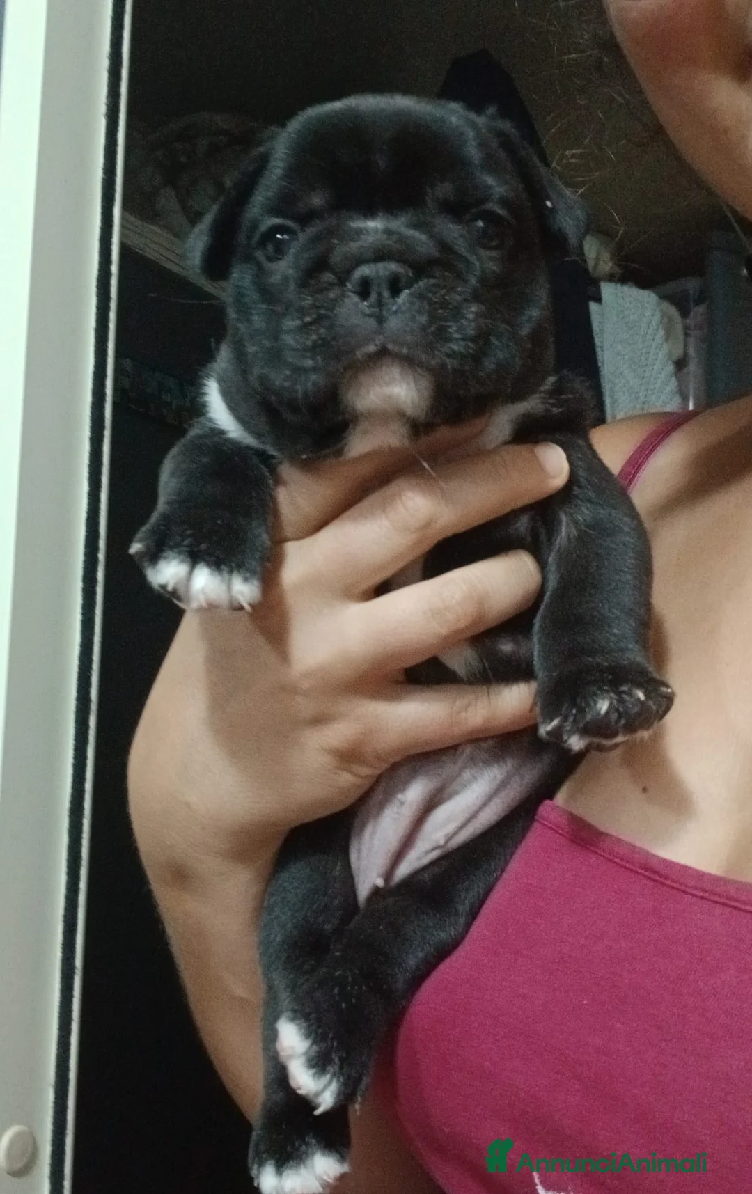 Bulldog Francese cani in vendita: Cuccioli bulldog francese  a Città metropolitana di Roma Capitale - Annuncio 6