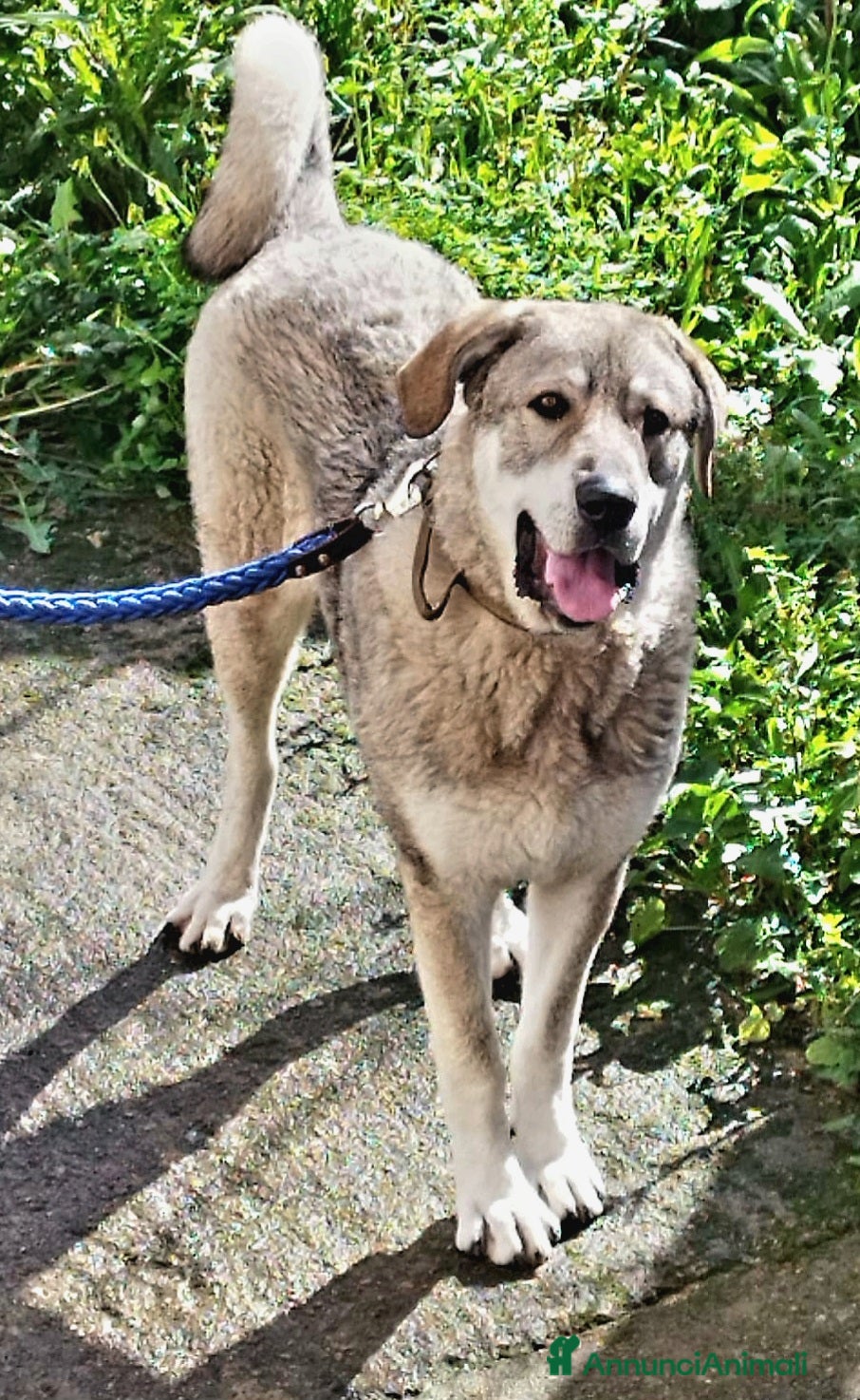 Meticcio cani CUCCIOLONE BALOO  - Annuncio 35