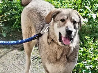 Meticcio cani CUCCIOLONE BALOO - Annuncio 35