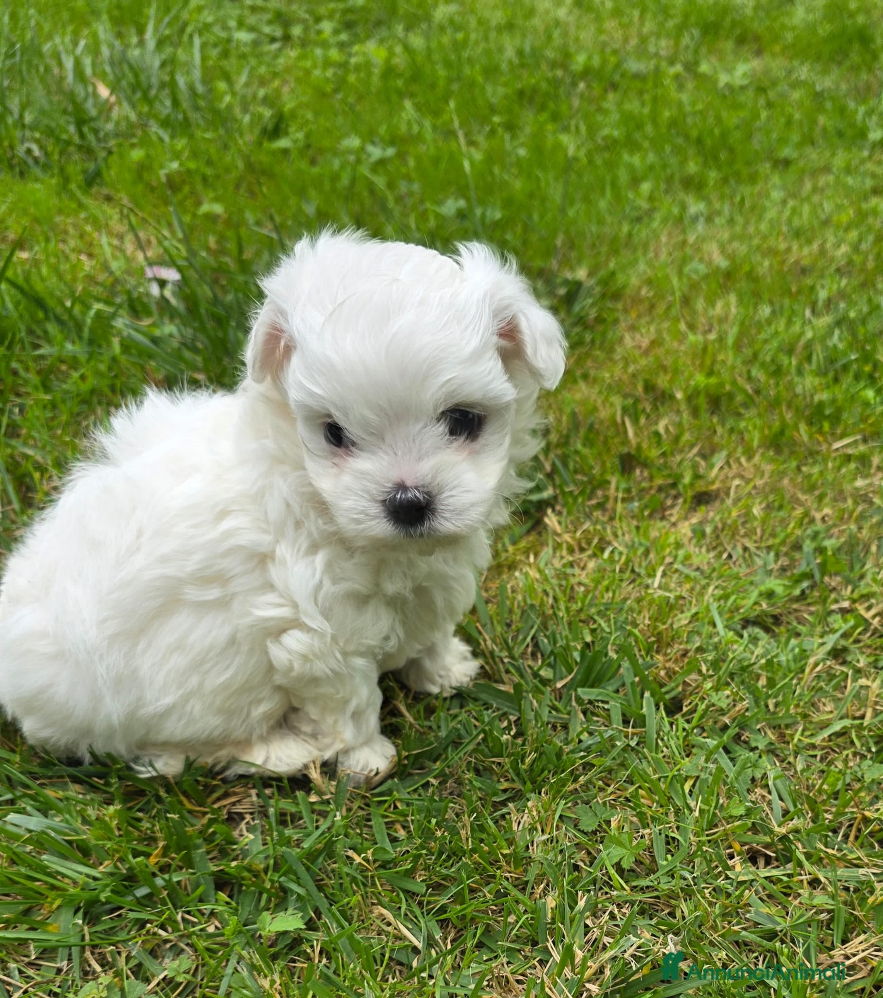 Maltese cani Maltese  - Annuncio 1