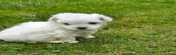 Maltese cani in vendita: Maltese  - Annuncio 1