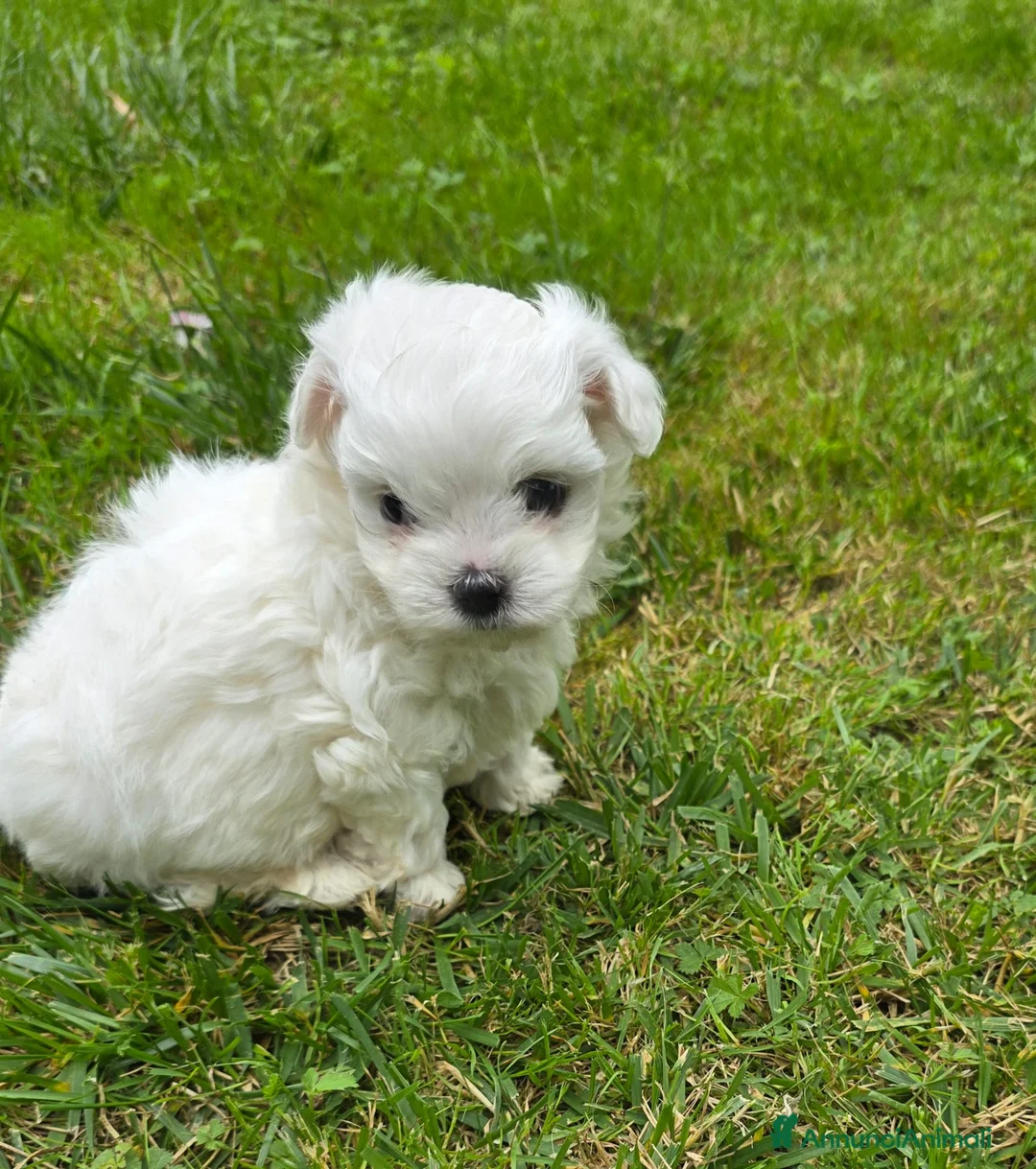 Maltese cani in vendita: Maltese  - Annuncio 1