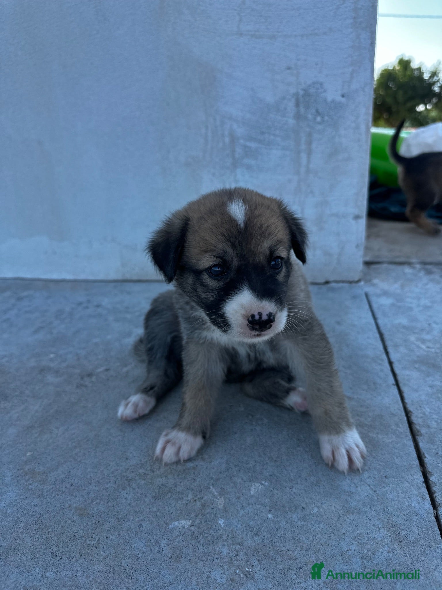 Meticcio cani 3 bellissime cucciole cercano casa - Annuncio 1