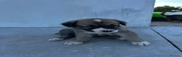Meticcio cani in regalo: 3 bellissime cucciole cercano casa a Libero consorzio comunale di Ragusa - Annuncio 1