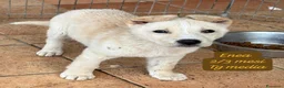 Meticcio cani in regalo: Cuccioli, non hanno chiesto di nascere  a Provincia di Brescia - Annuncio 5