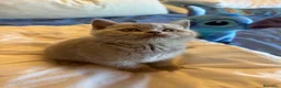 Scottish gatti in vendita: Cucciole di Scottish Fold e Straight a Provincia di Padova - Annuncio 1