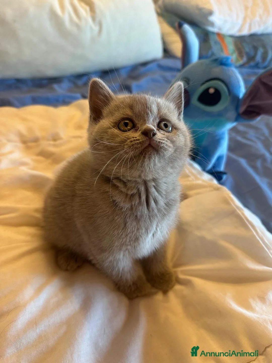 Scottish gatti in vendita: Cucciole di Scottish Fold e Straight a Provincia di Padova - Annuncio 1