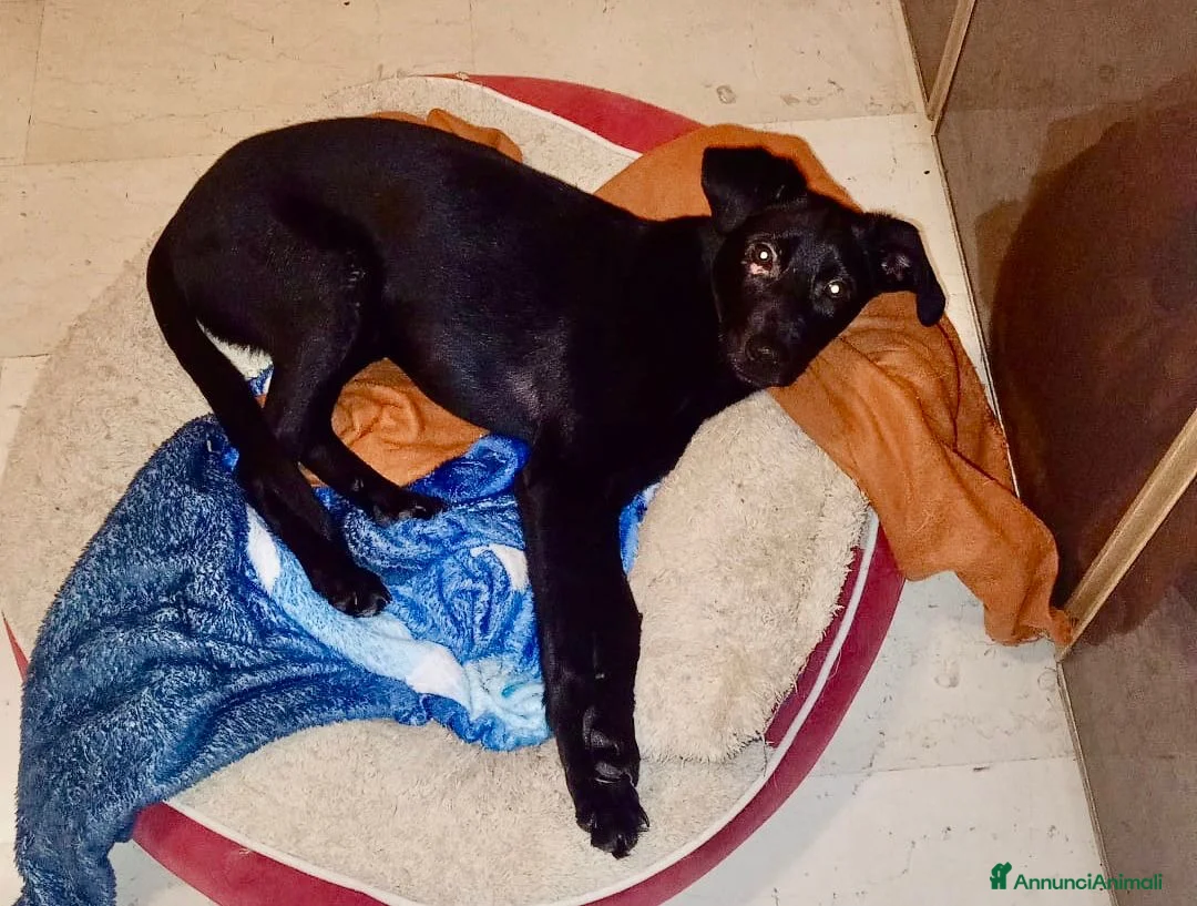 Meticcio cani in regalo: NIKE 🩷 - cucciola trovata in condizioni disperate - Annuncio 2