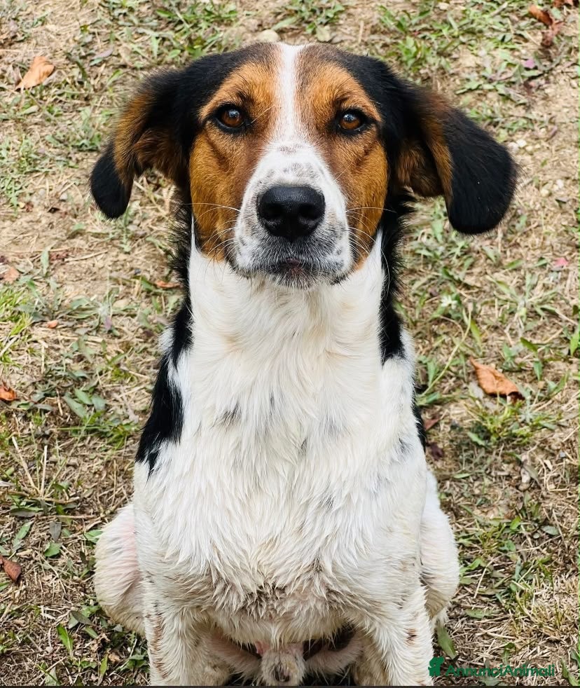 Meticcio cani Ha asppettato tanto per donare il suo amore puro  - Annuncio 8