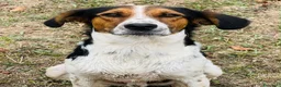 Meticcio cani in regalo: Ha asppettato tanto per donare il suo amore puro  a Provincia di Savona - Annuncio 1