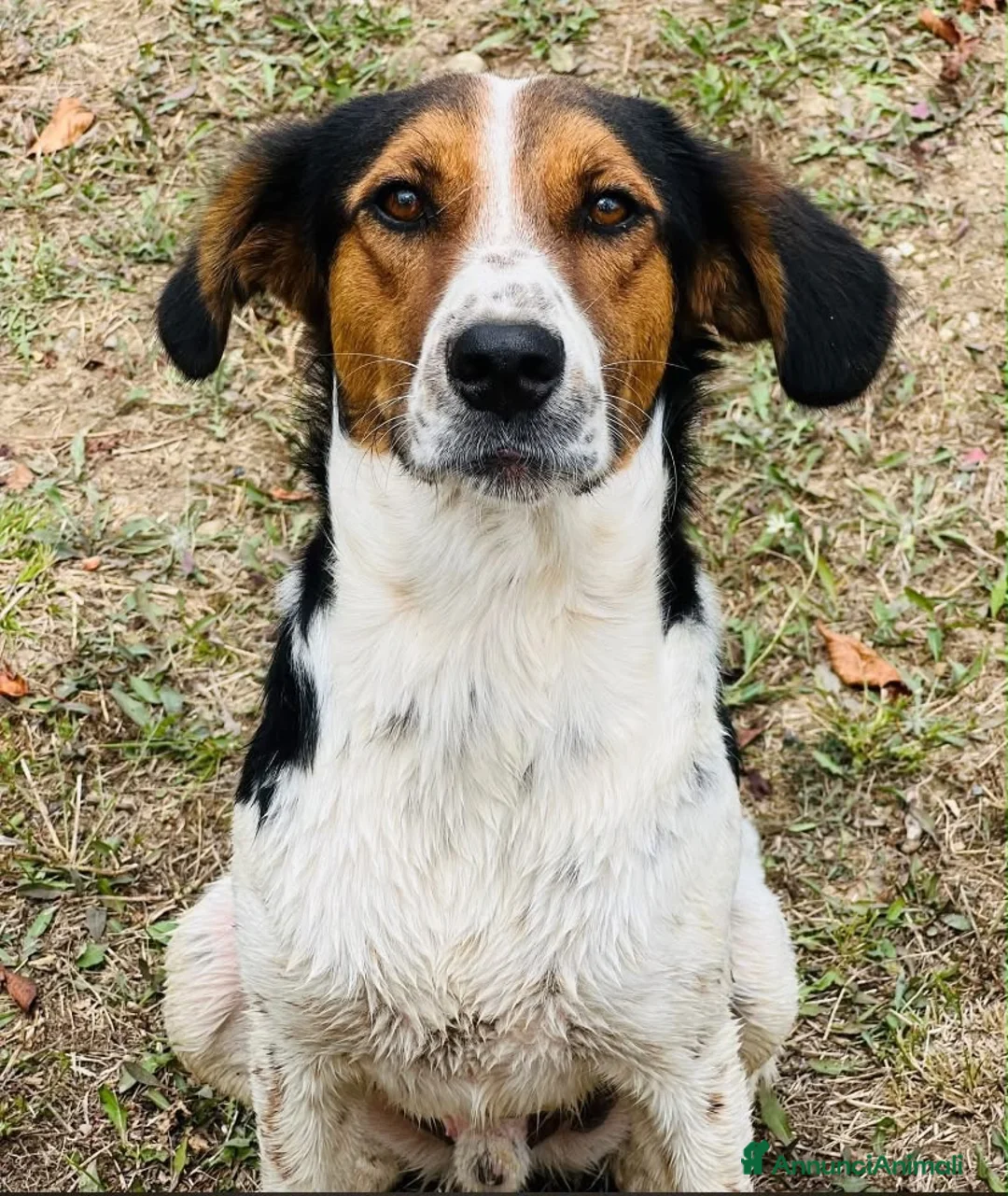 Meticcio cani in regalo: Ha asppettato tanto per donare il suo amore puro  a Provincia di Savona - Annuncio 1