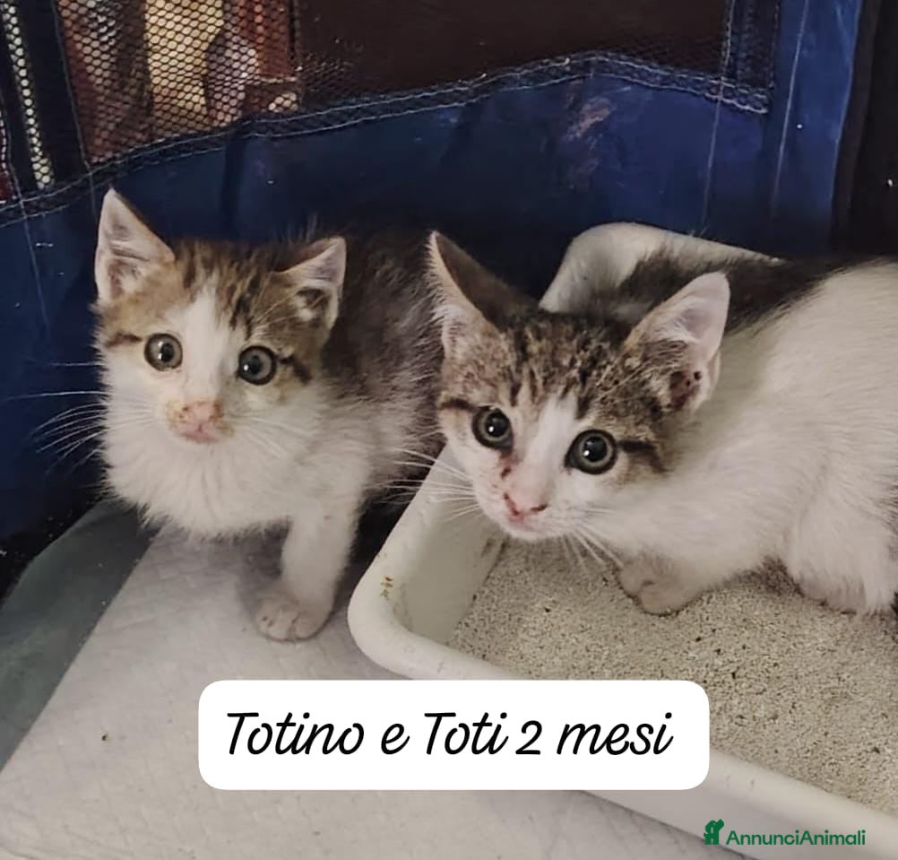 Altre razze gatti Gattini destinati alla colonia  - Annuncio 3