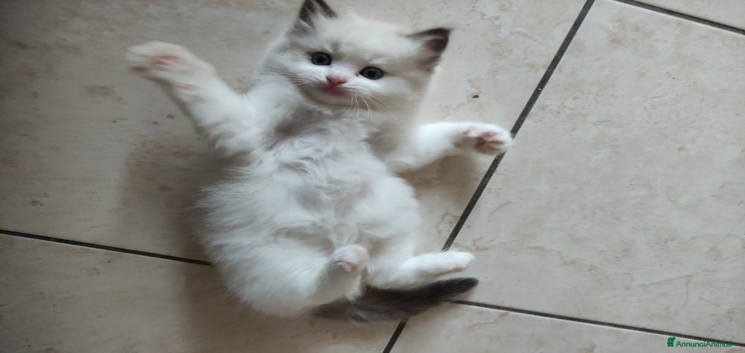 Immagine della galleria {{count}}