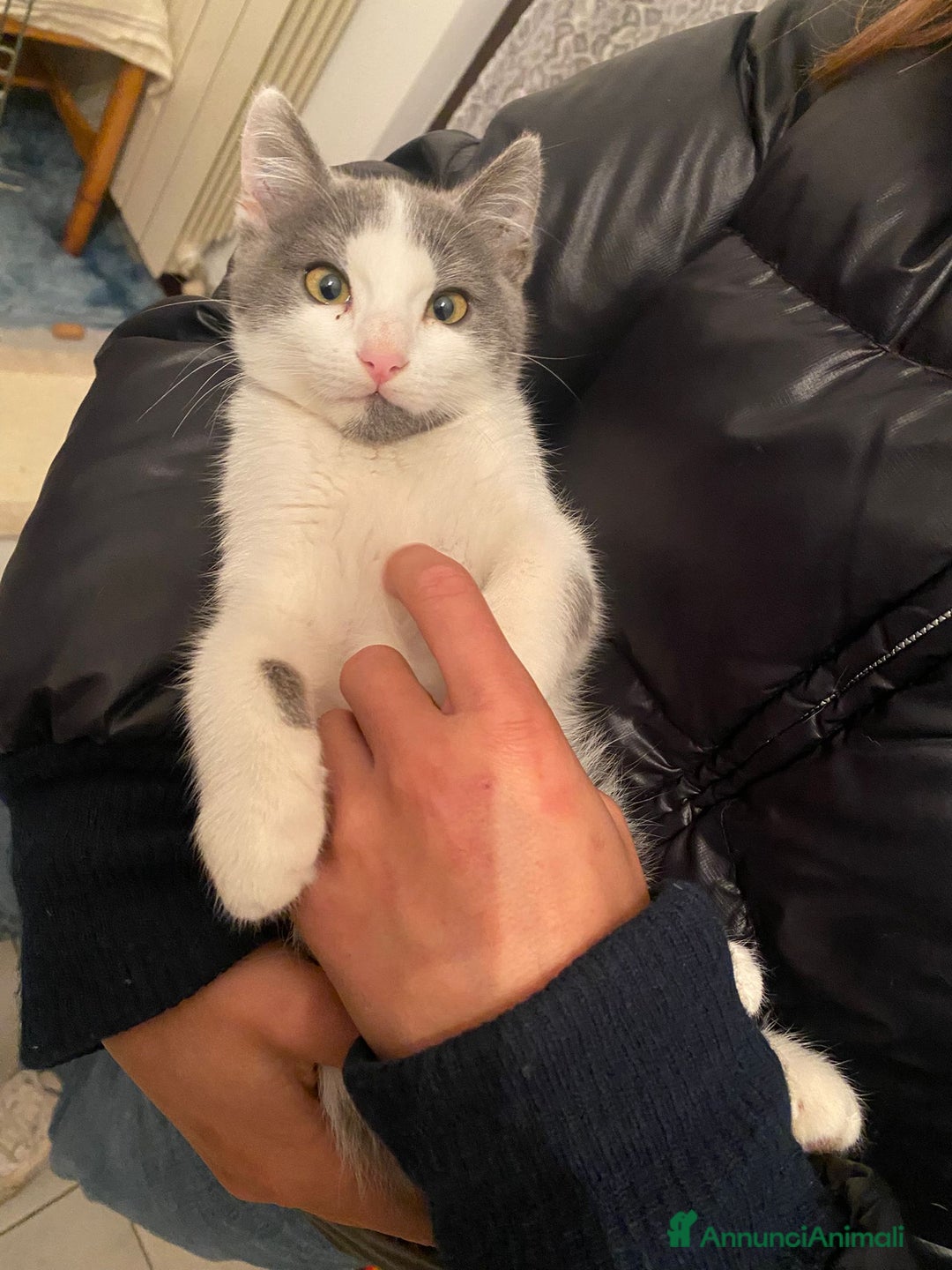 Europeo gatti in regalo: GATTI E GATTINI  - Annuncio 4