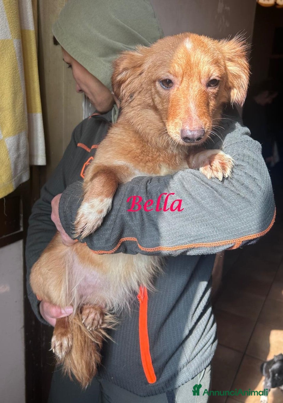 Meticcio cani CAGNOLINA taglia Piccola - Annuncio 3