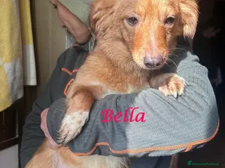 Meticcio cani CAGNOLINA taglia Piccola - Annuncio 3