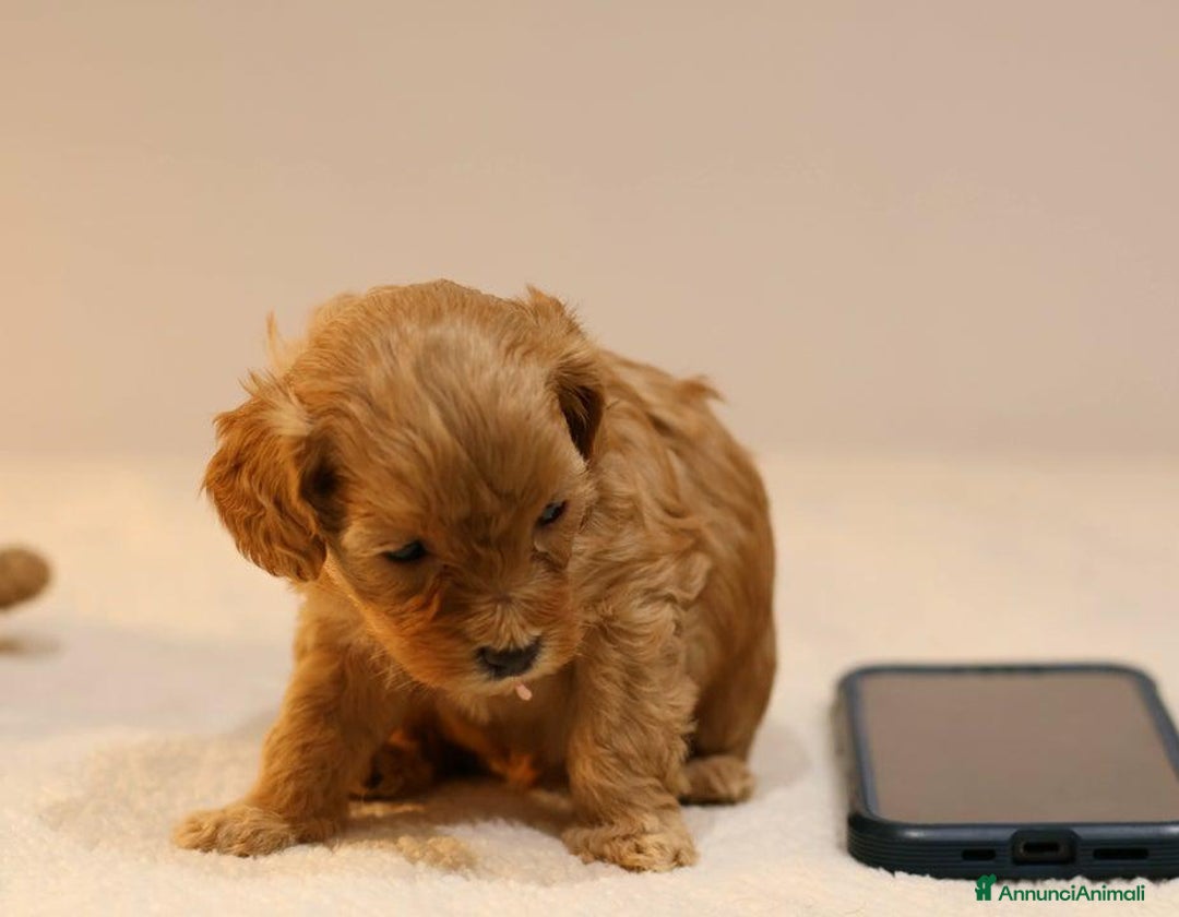 Meticcio cani in vendita: Cuccioli di F1BB Cavapoo Rosso & Crema - Annuncio 22