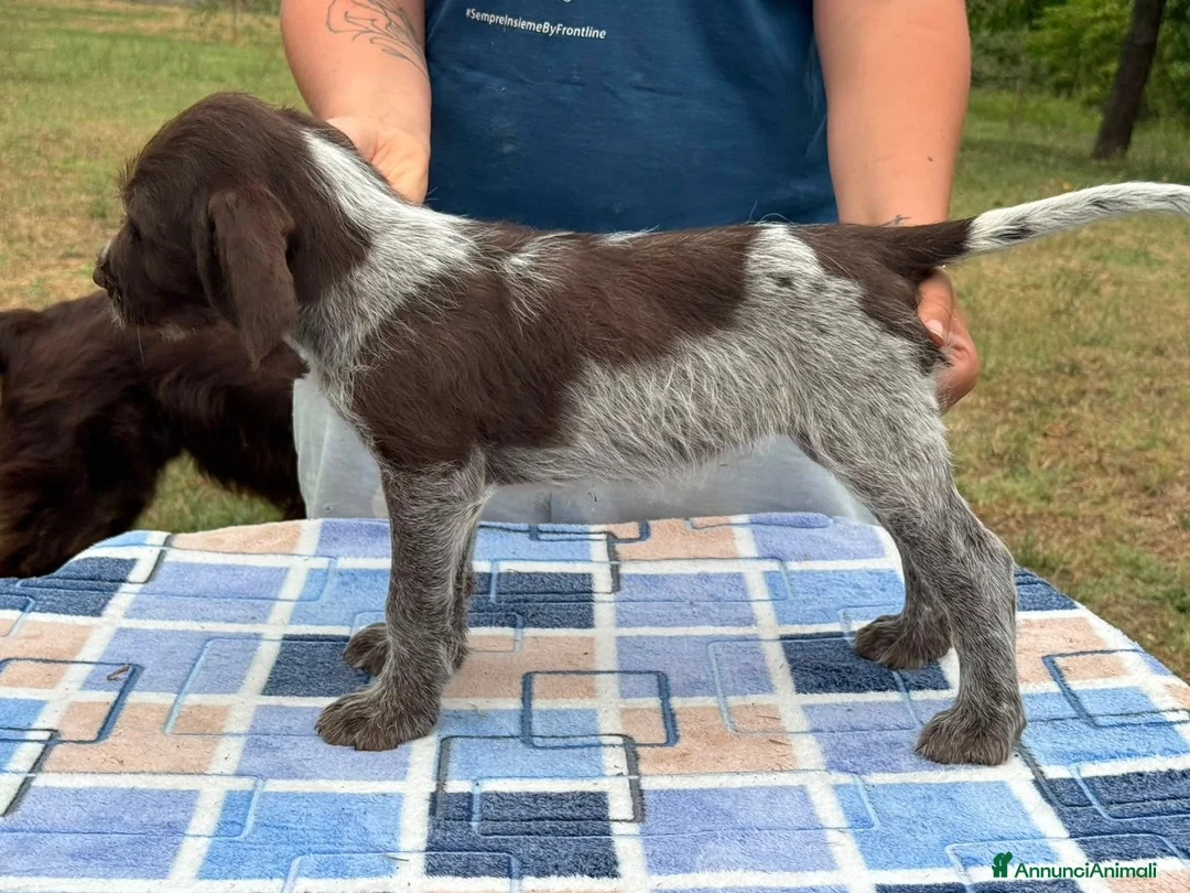 Spinone cani in vendita: Cuccioli di Spinone Italiano - Annuncio 2