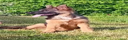 Pastore Tedesco cani in vendita: PASTORI TEDESCHI - Annuncio 15