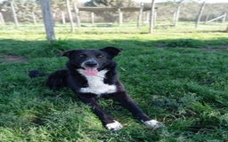 Meticcio cani in regalo: Luna, mix border collie in adozione!  a Provincia di Caserta - Immagine 1