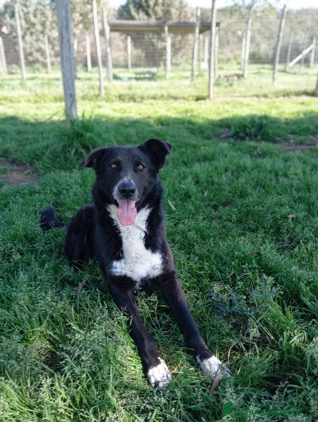 Meticcio cani in regalo: Luna, mix border collie in adozione!  a Provincia di Caserta - Immagine 1