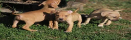 Pitbull cani in vendita: Cuccioli Pit Bull con Pedigree anche a rate - Annuncio 17