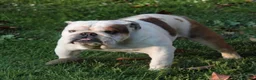 Bulldog cani in vendita: Bulldog Inglese con Pedigree a Provincia di Lecco - Annuncio 7