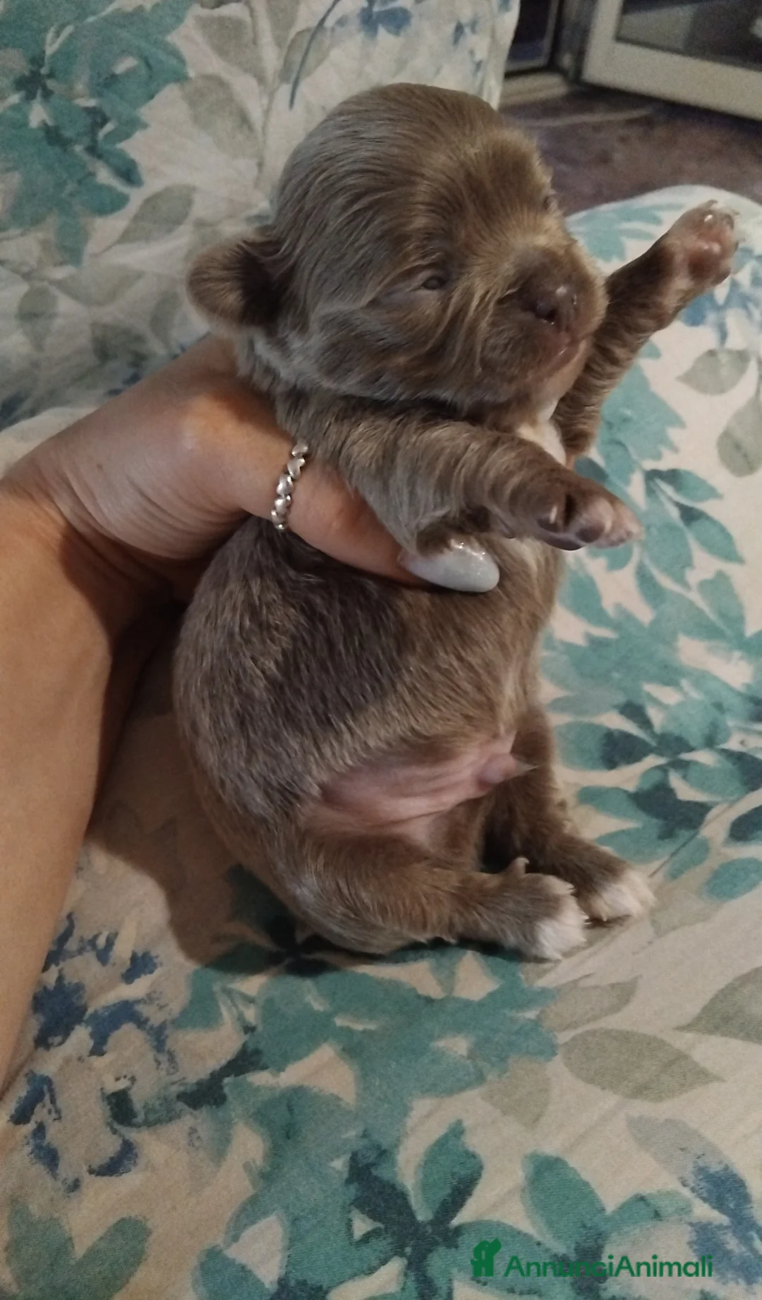 Chihuahua cani in vendita: Piccolini Chihuahua  - Annuncio 1