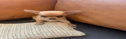 Chihuahua cani in vendita: Splendidi cuccioli di Chihuahua - Annuncio 15