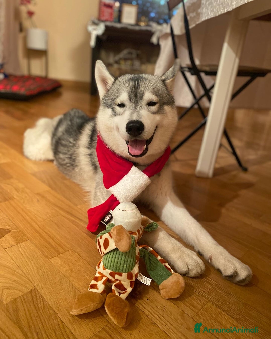 Husky cani per accoppiamento: Husky Siberiano con pedigree cerca fidanzata - Annuncio 5