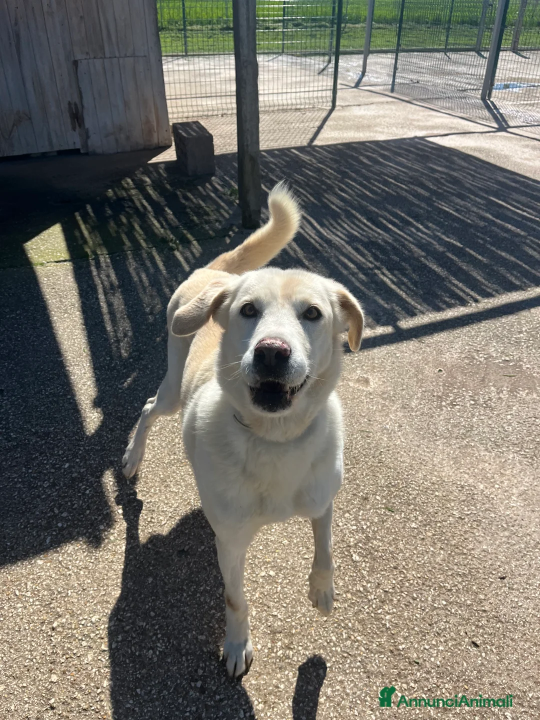 Meticcio cani in regalo: Adozione del cuore per stella. - Annuncio 3