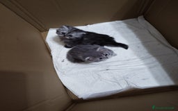 Persiano gatti in vendita: Cuccioli persiano silver schaded a Città Metropolitana di Bologna - Immagine 9