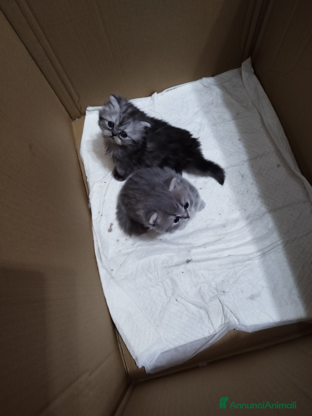 Persiano gatti in vendita: Cuccioli persiano silver schaded a Città Metropolitana di Bologna - Immagine 9
