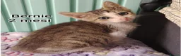 Altre razze gatti in regalo: GATTINI ABBANDONATI: URGENTE  - Annuncio 8