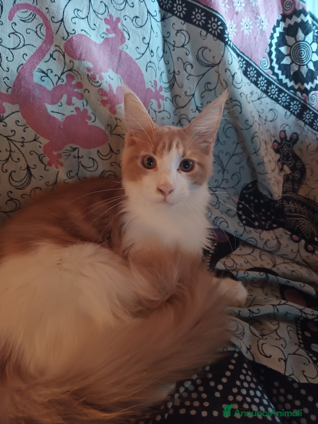 Maine Coon gatti in vendita: Gatti Mine coone - Annuncio 3