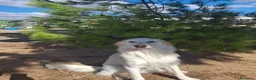 Meticcio cani in regalo: EROS 💙 UNA NUVOLA BIANCA CERCA CASA - Annuncio 2