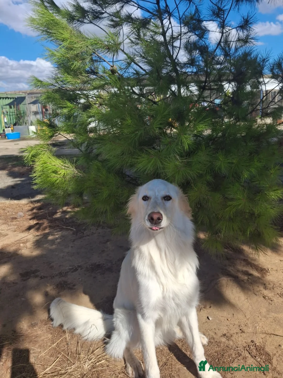 Meticcio cani in regalo: EROS 💙 UNA NUVOLA BIANCA CERCA CASA - Annuncio 2