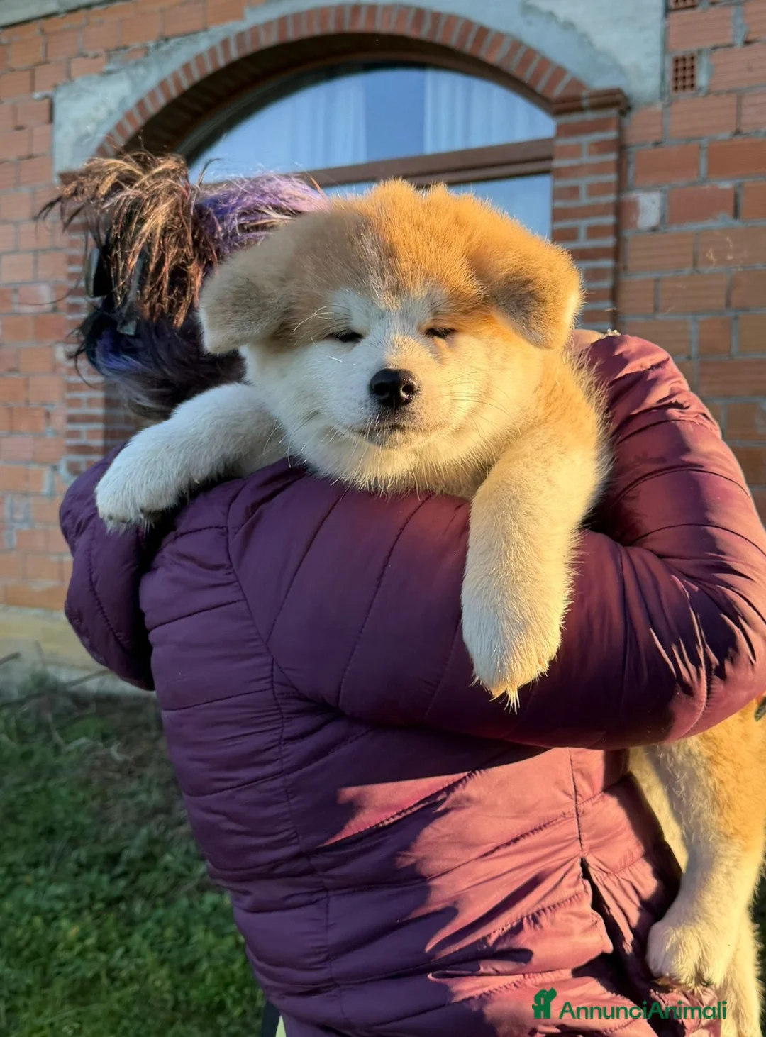 Akita Inu cani in vendita: Cuccioli Akita Inu  - Annuncio 9