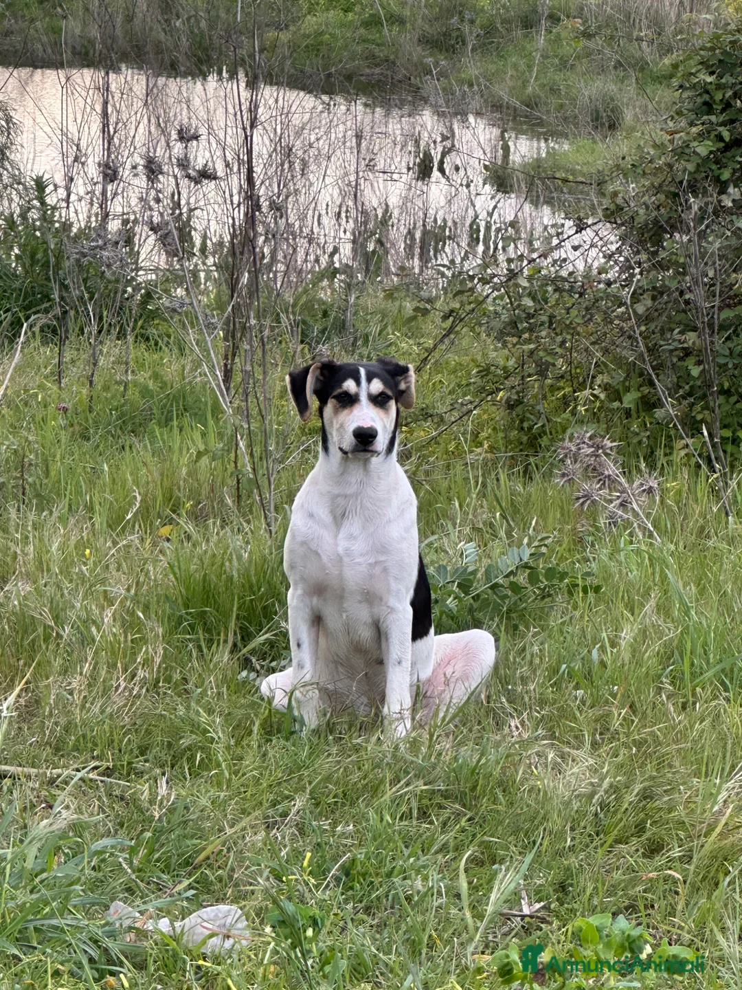 Meticcio cani in regalo: EROS 💙 - Annuncio 1
