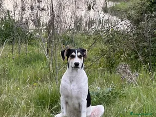 Meticcio cani EROS 💙 - Annuncio 3