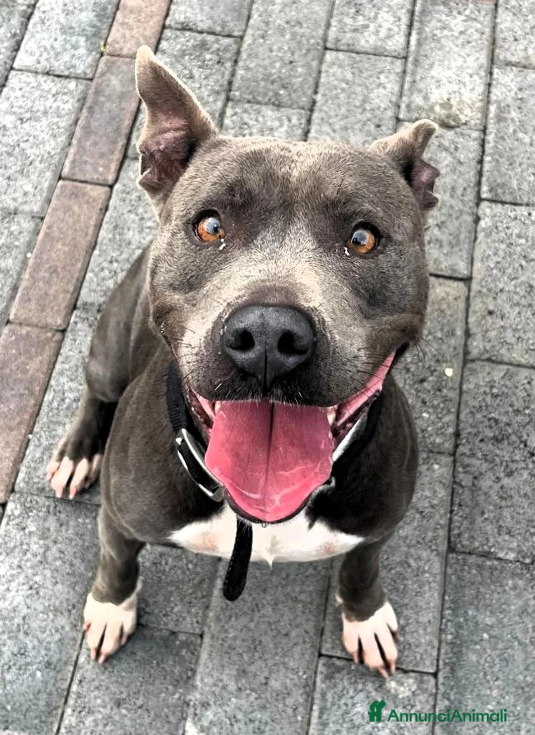 Meticcio cani in regalo: DAISY SIMPATICA PIT - Annuncio 5