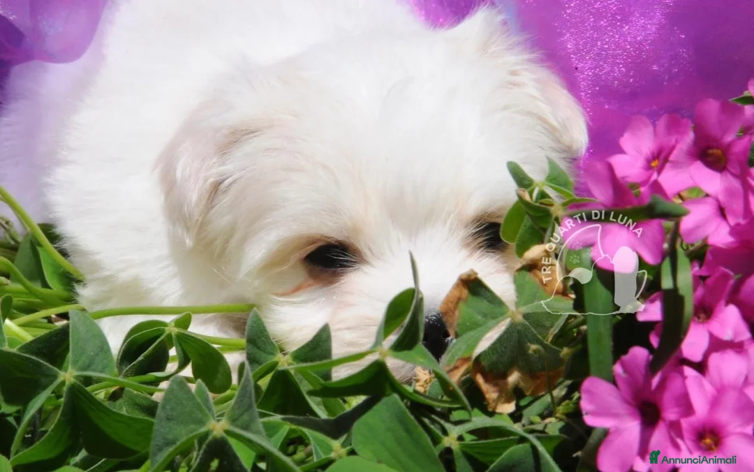 Maltese cani in vendita: Maltese Mini Toy Allevamento Master ENCI - Annuncio 4