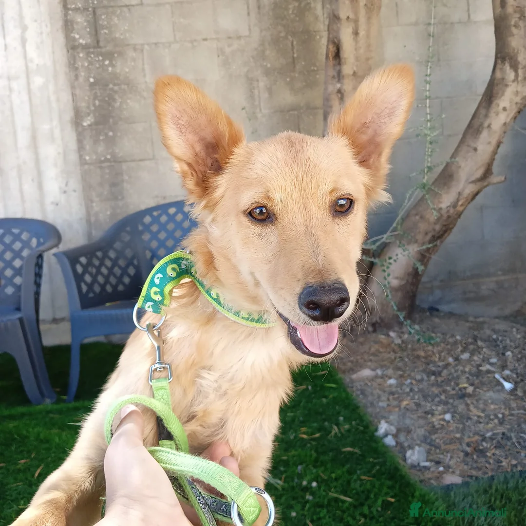 Meticcio cani in regalo:  Bing - Annuncio 1