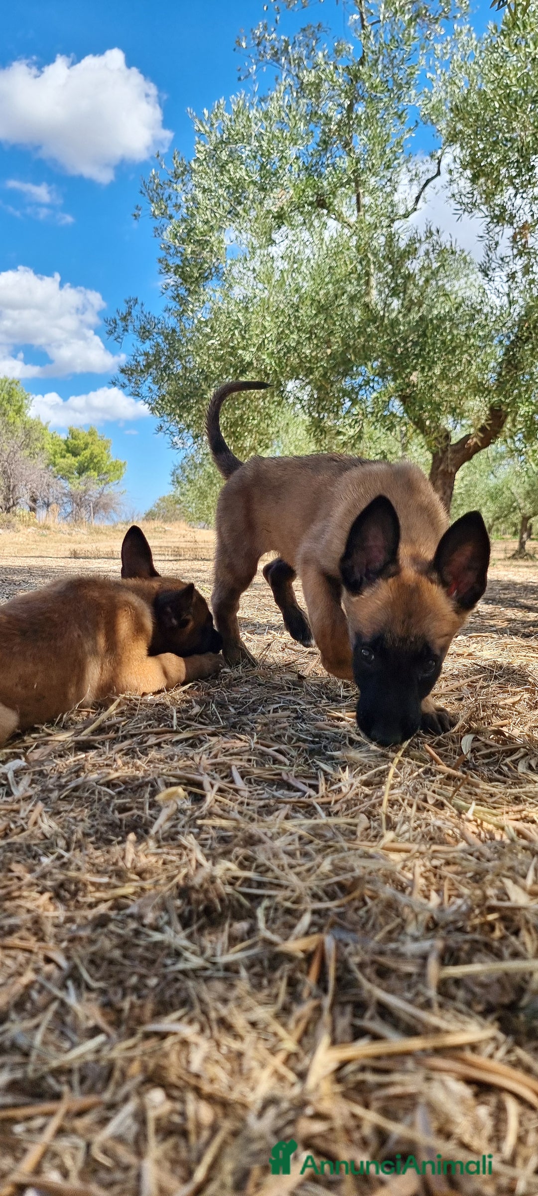 Pastore Belga cani in vendita: Cuccioli Pastore Belga Malinois Cosenza Calabria - Annuncio 7