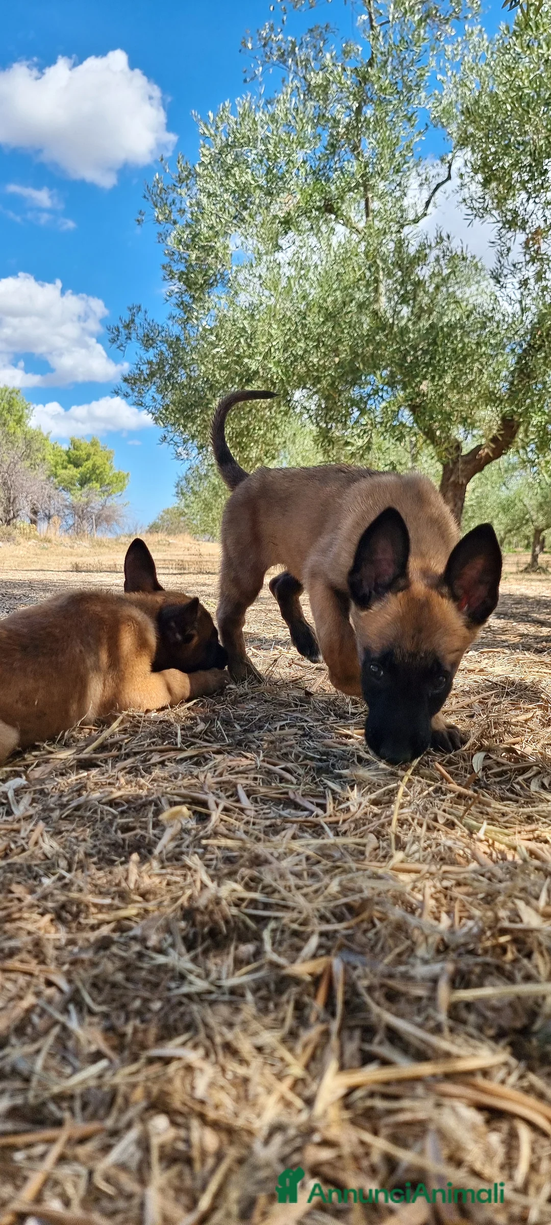 Pastore Belga cani in vendita: Cuccioli Pastore Belga Malinois Cosenza Calabria - Annuncio 7