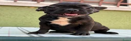 Bulldog Francese cani in vendita: Bulldog francese con Pedigree Enci  - Annuncio 18