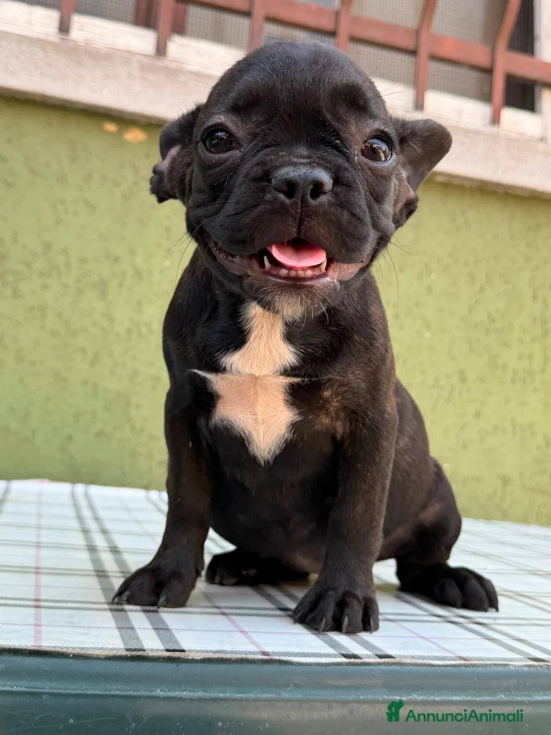 Bulldog Francese cani in vendita: Bulldog francese con Pedigree Enci  - Annuncio 18