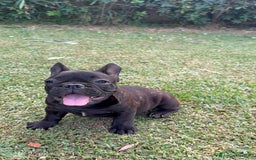 Bulldog Francese cani in vendita: Bulldog francese  a Città metropolitana di Milano - Immagine 4