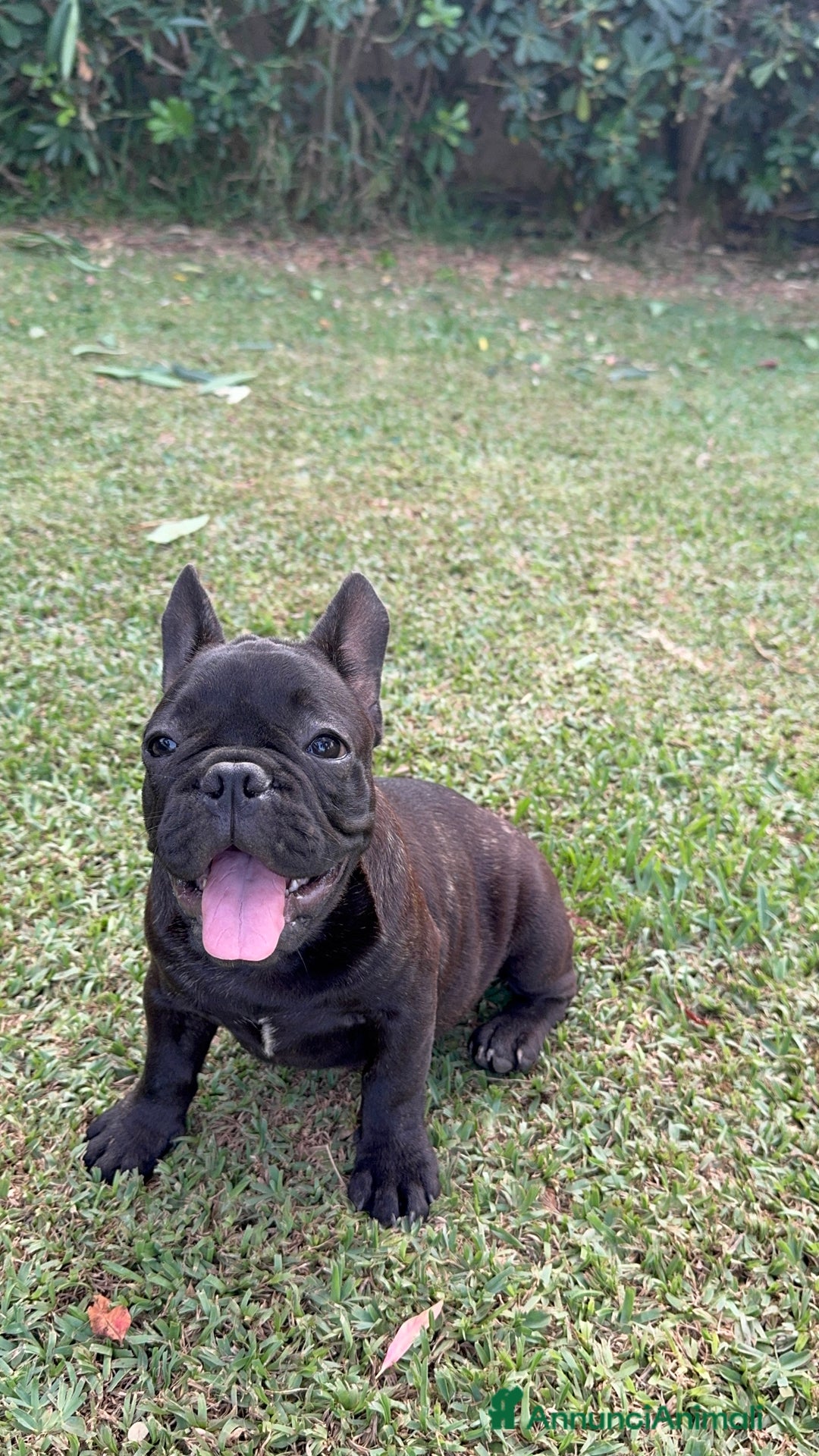 Bulldog Francese cani in vendita: Bulldog francese  a Città metropolitana di Milano - Immagine 4